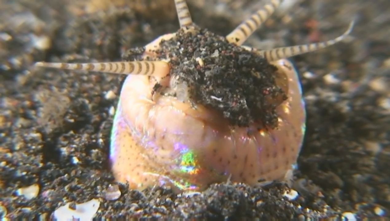 地狱虫博比特虫