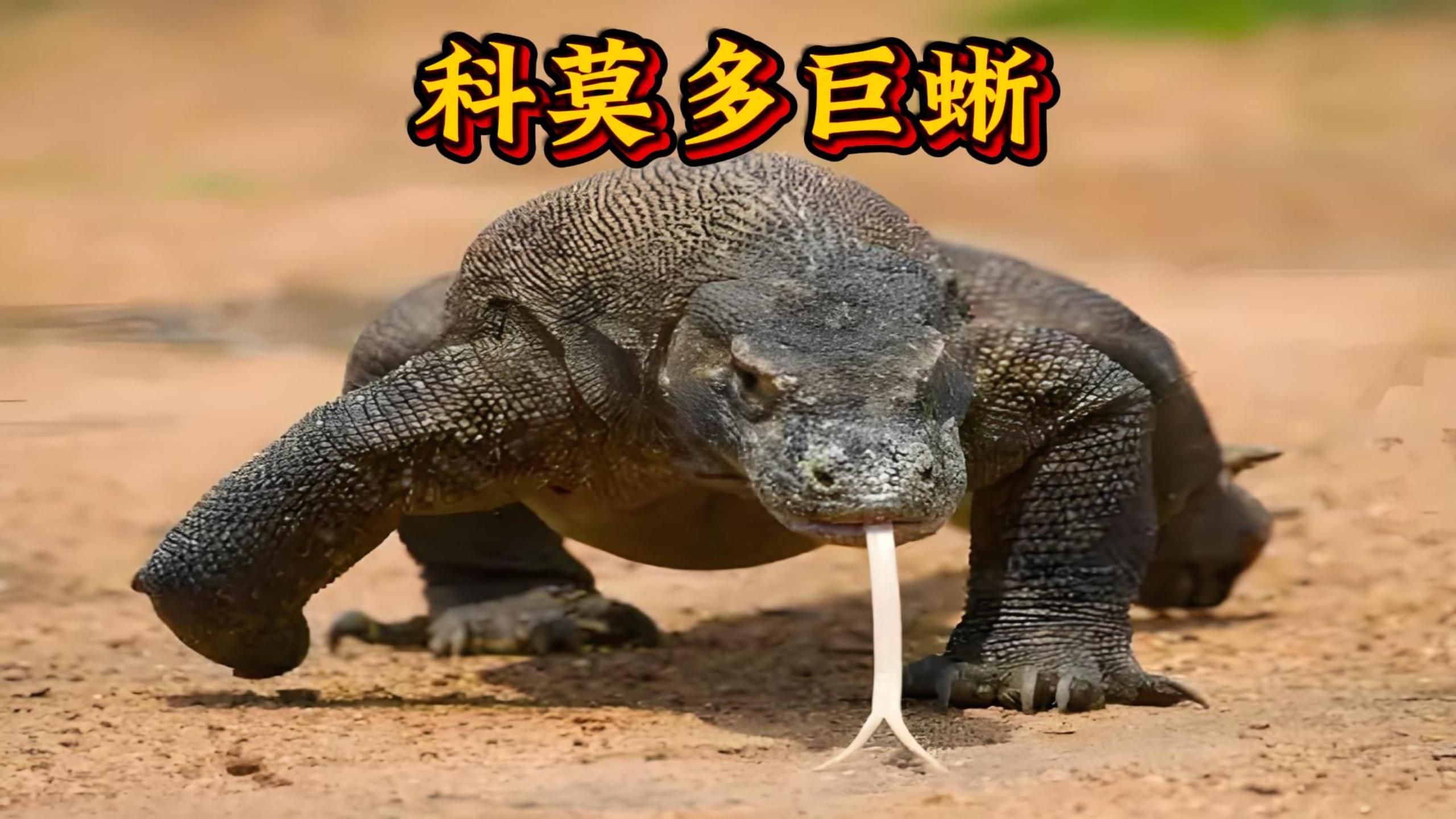 科莫多巨蜥