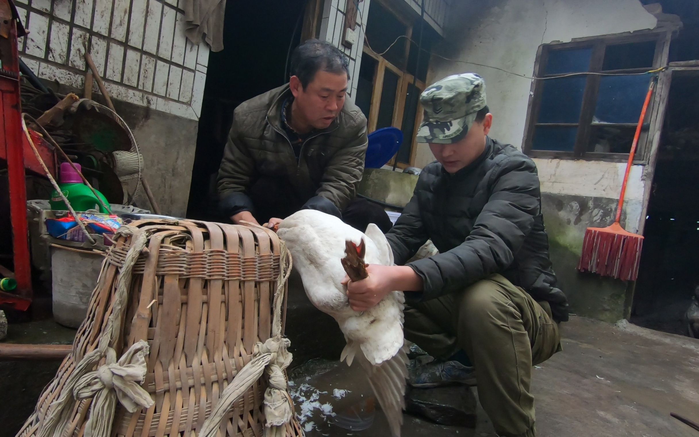 金龙子一家人到泸州过年岳父教他如何杀鸡宰鹅又学了一招