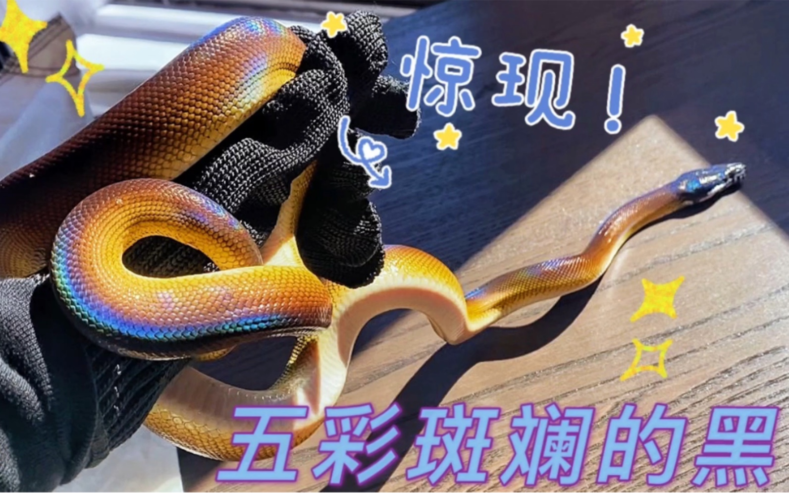 甲方满意蛇?五彩斑斓的黑?up终于买到了七彩吞天蟒!