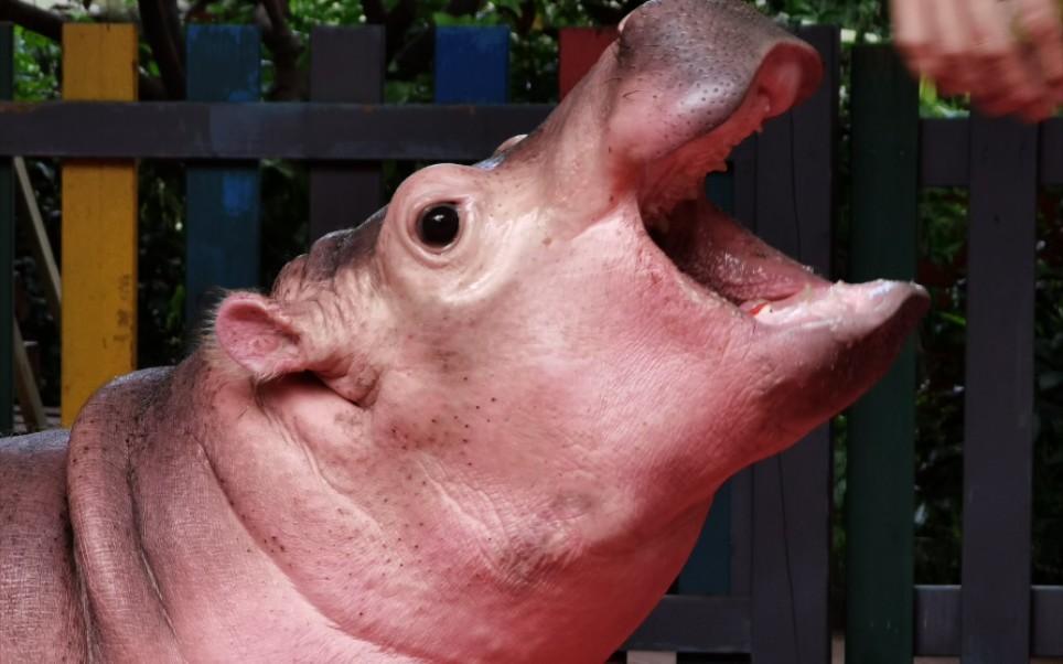 活动作品美女河马菲菲吃水果