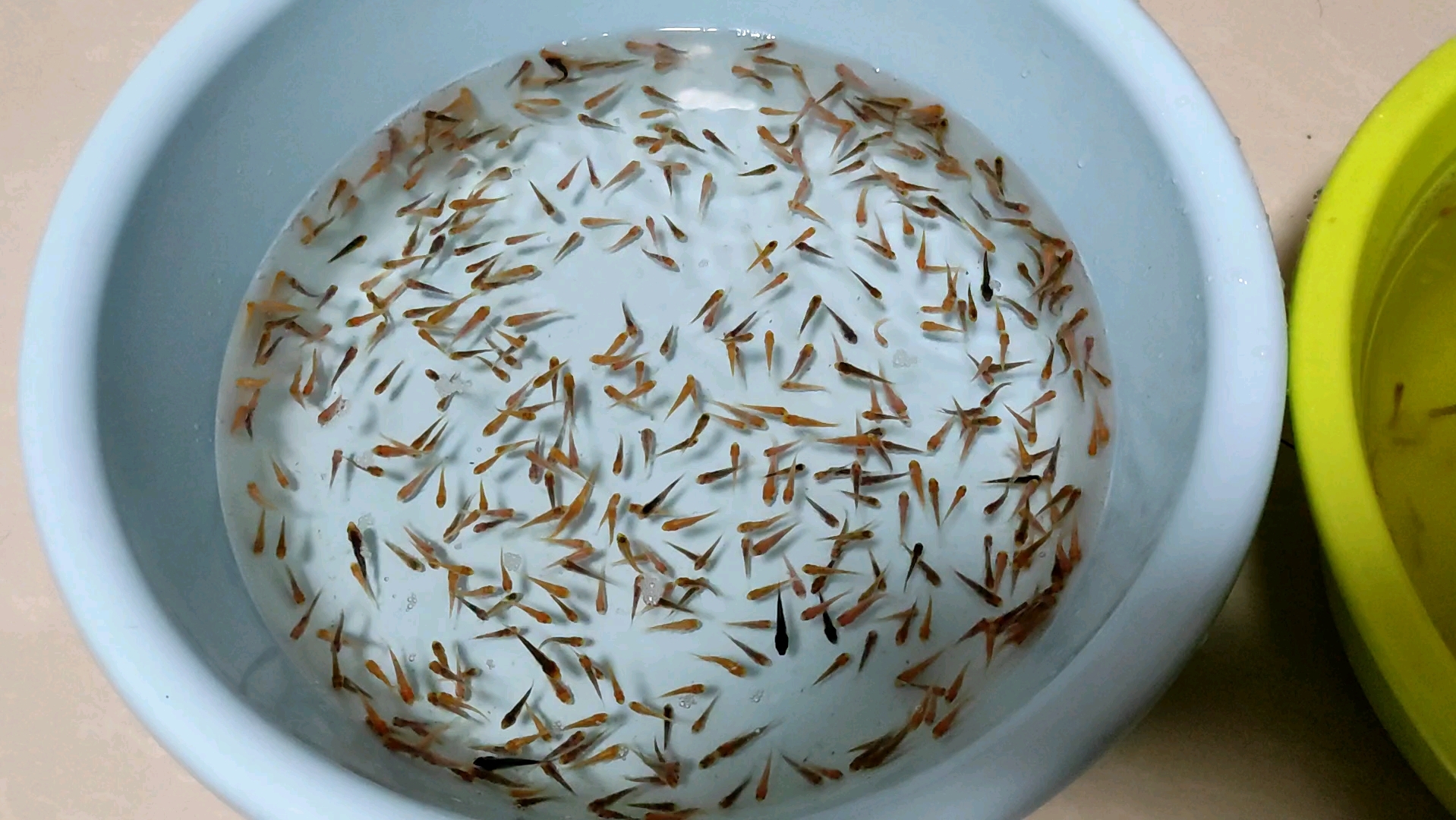 锦鲤水花成长记(之淘汰篇2)