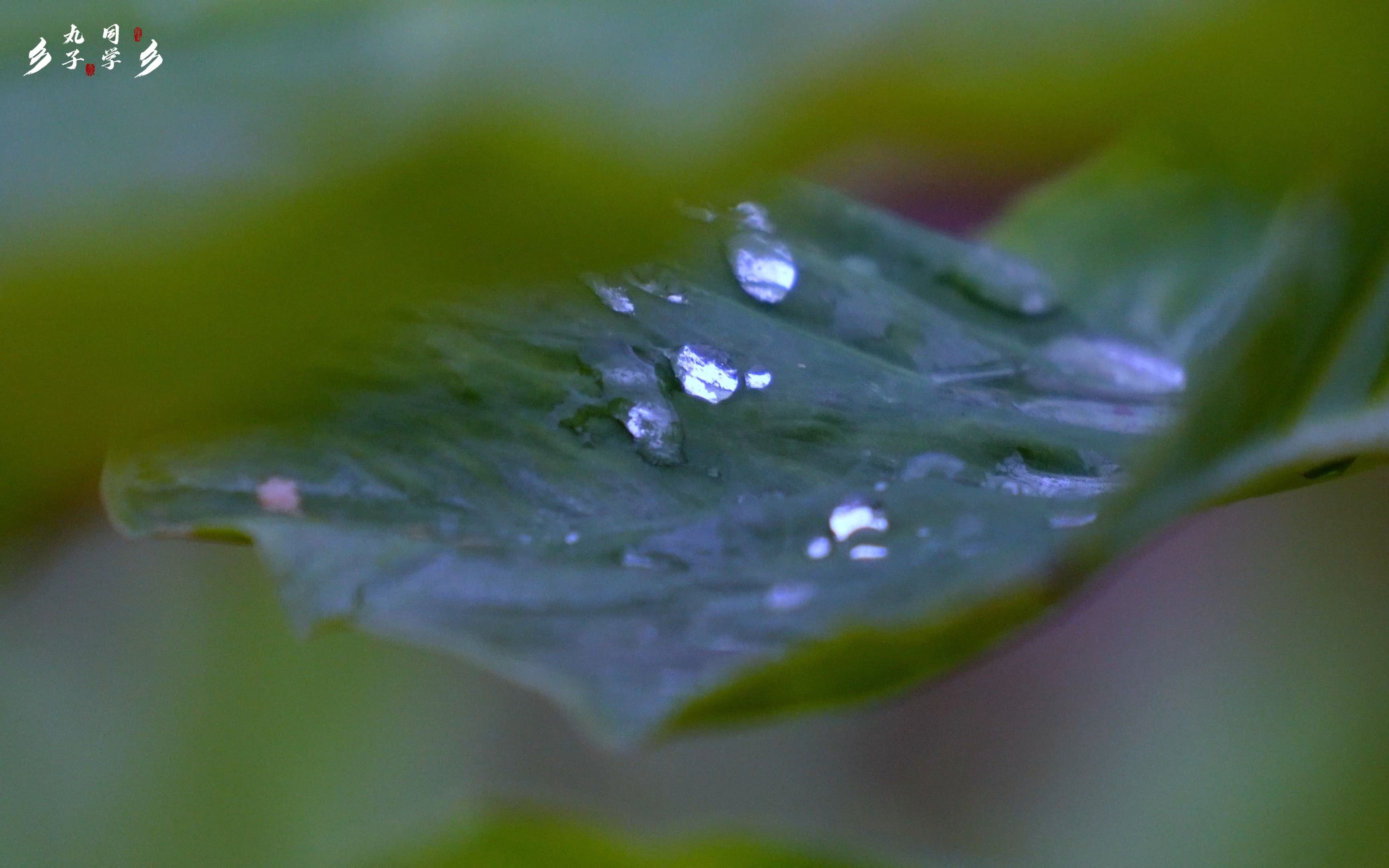 下雨了,冬天来了,清晨荷叶上的露珠.