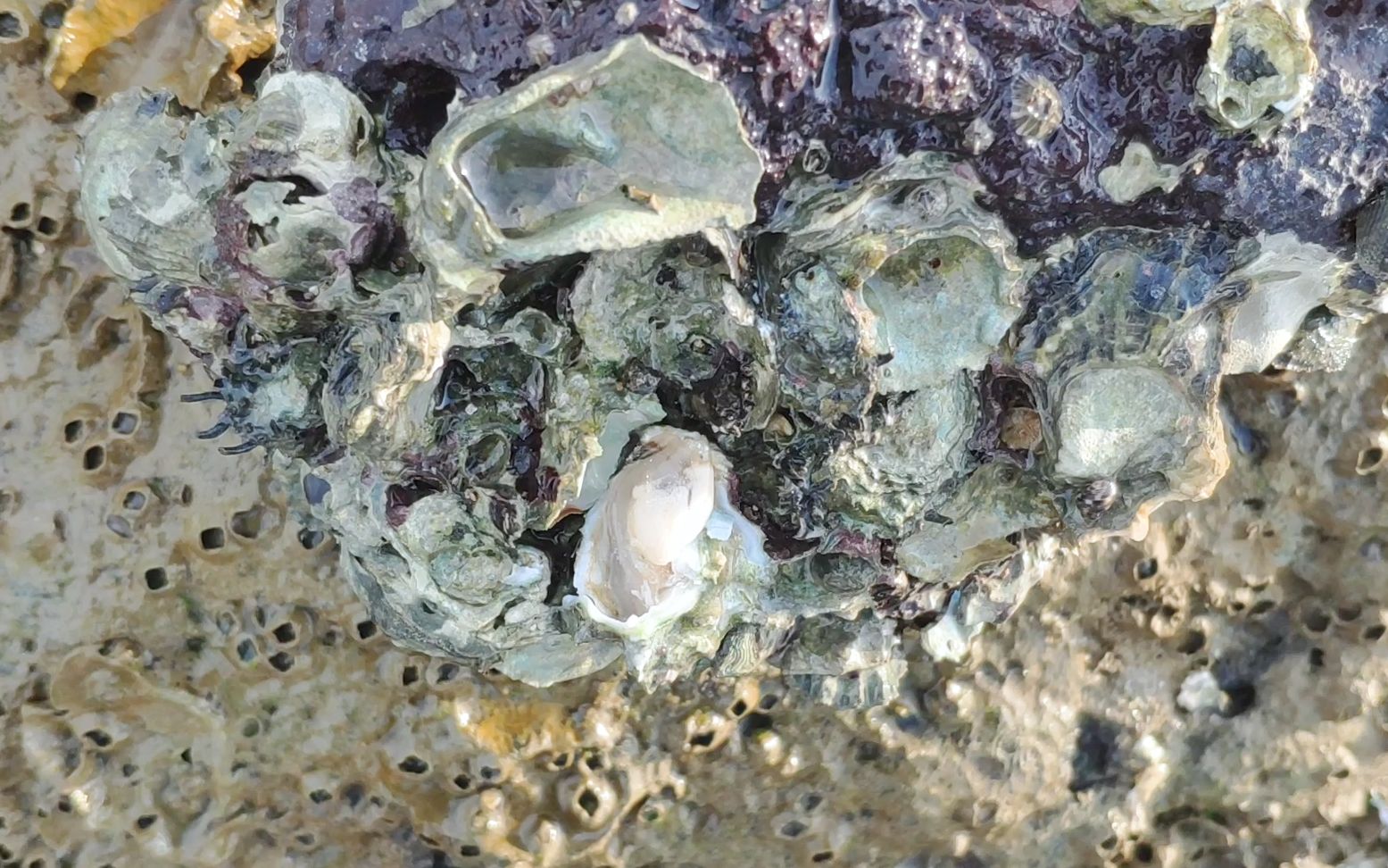 不要钱的生蚝不搞白不搞,礁石上密密麻麻的,很多人都嫌麻烦都不搞