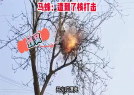 Скачать видео: 路边马蜂蜇人，今日我为民除害