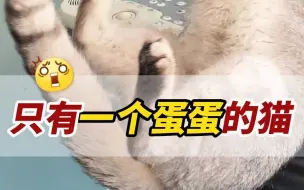 Tải video: 猫咪只有一个蛋？那还能繁育后代吗？