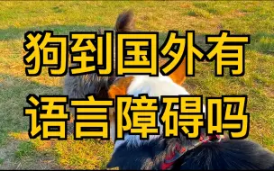 Download Video: 中国的狗和外国的狗可以无障碍交流吗？