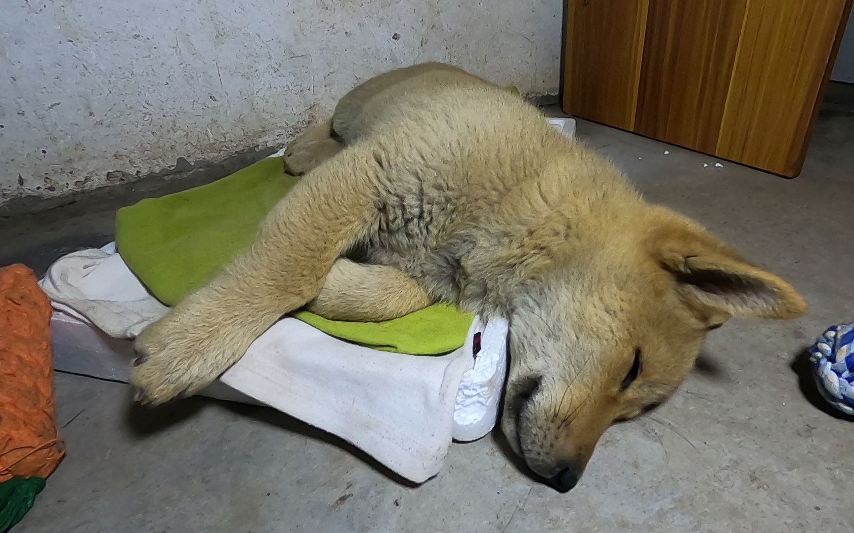 收养土狗"三旺"第47天:这狗子睡觉是梦到了什么