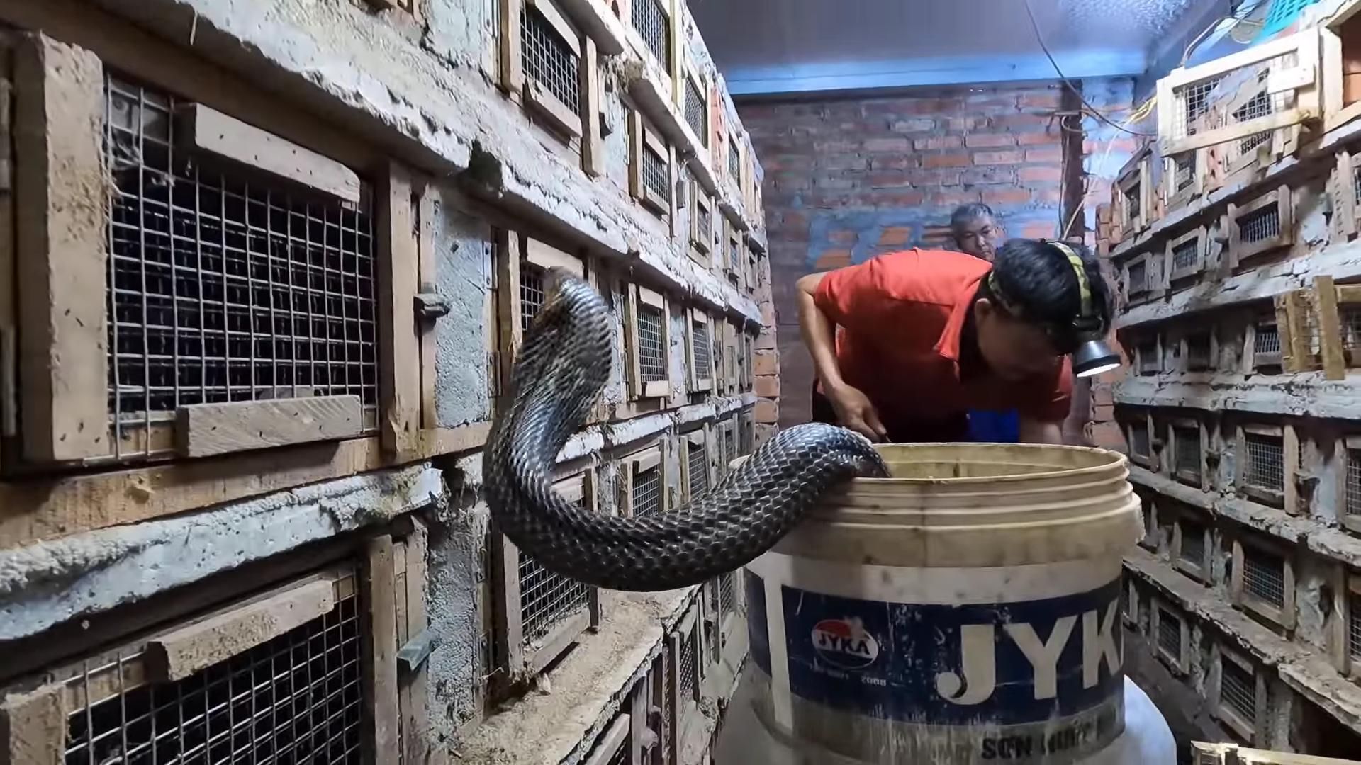 越南眼镜蛇养殖场,抓取如同面条般丝滑,高清实拍精彩画面!