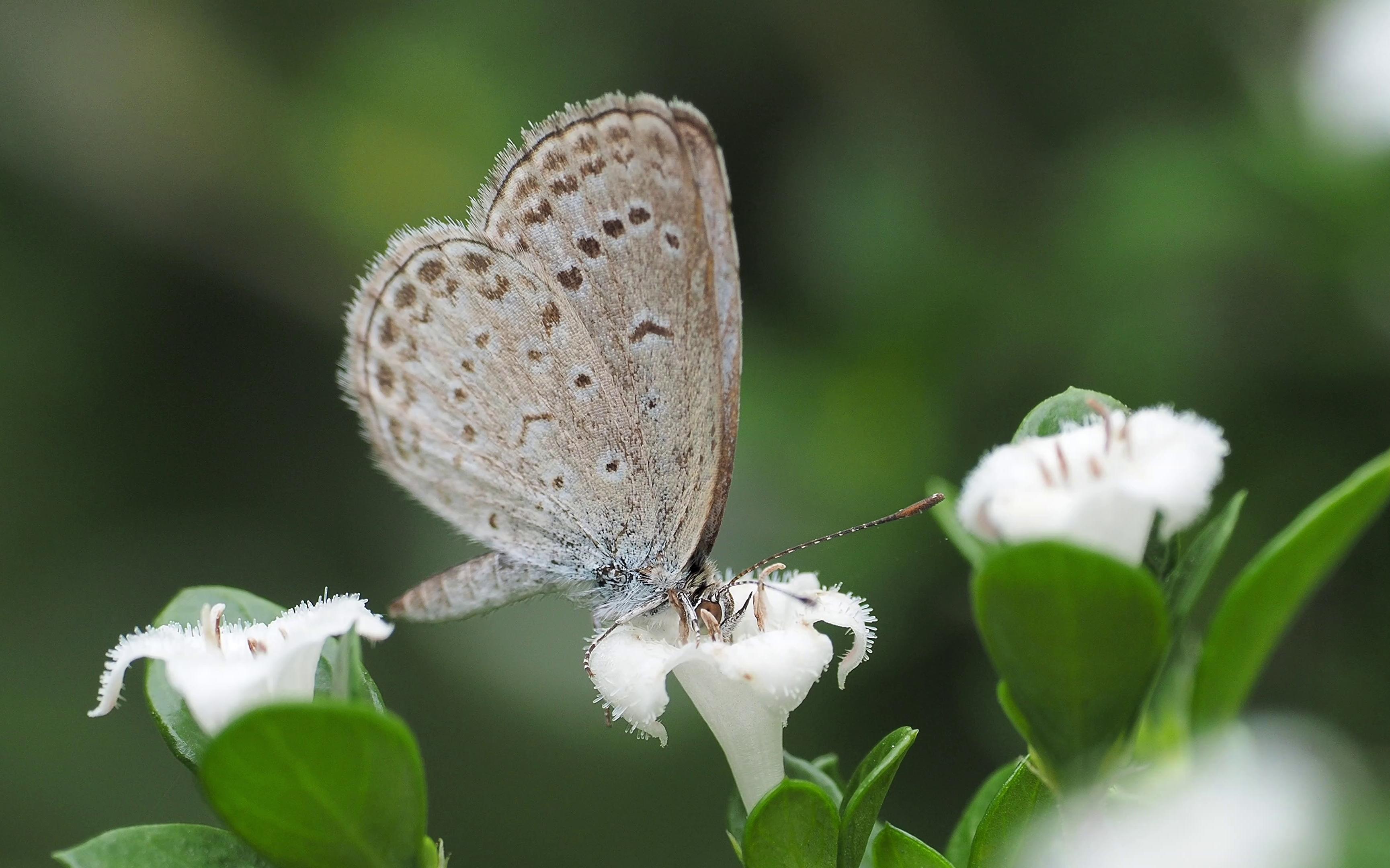 在小白花上埋头吃花蜜的酢浆灰蝶