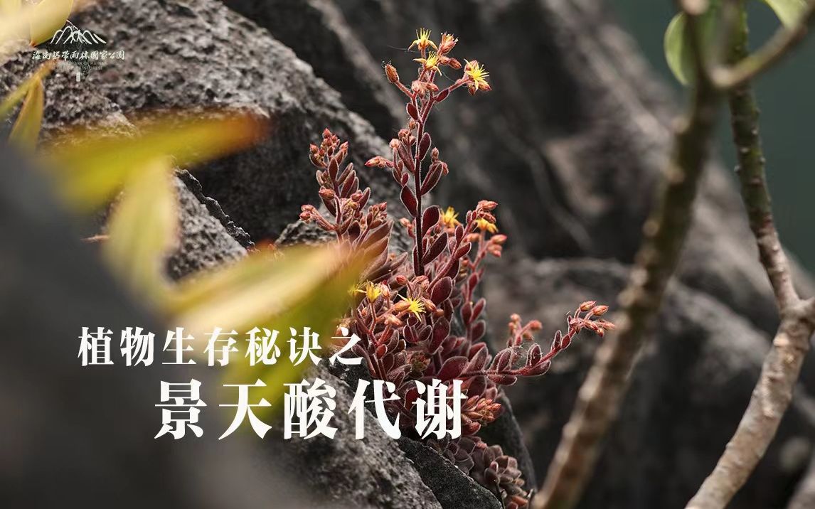 植物生存秘诀:景天酸代谢 | 海南热带雨林国家公园科普视频系列哔哩哔哩bilibili