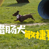 腊肠犬连失误都腊么腊么可爱~_哔哩哔哩_bilibili