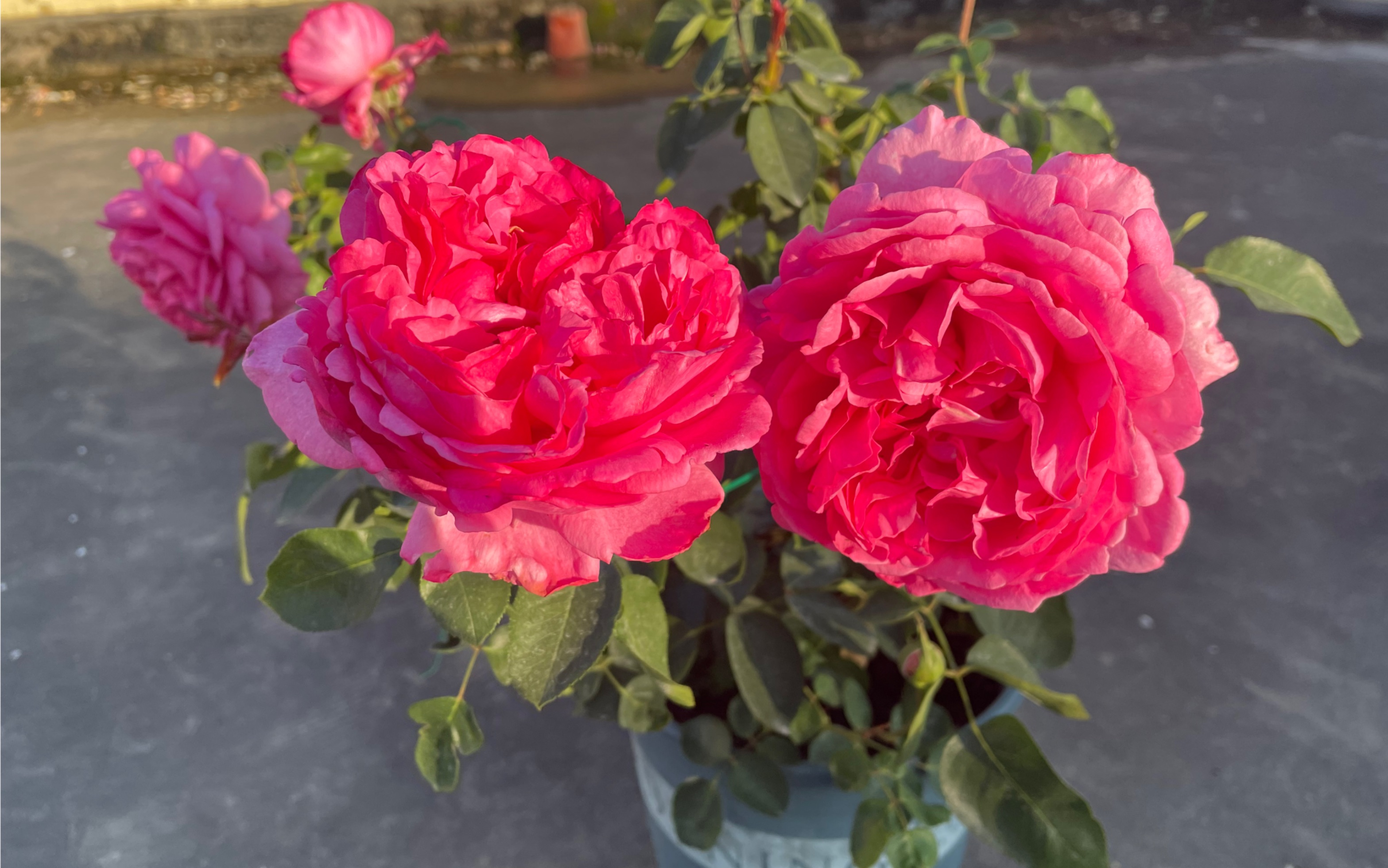 活动  【广东秋花3:玫红色系】月季的努力型选手与天赋型选手