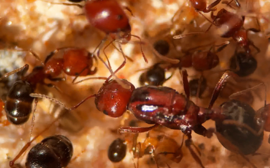 【希伯来收获蚁】极品血红群落