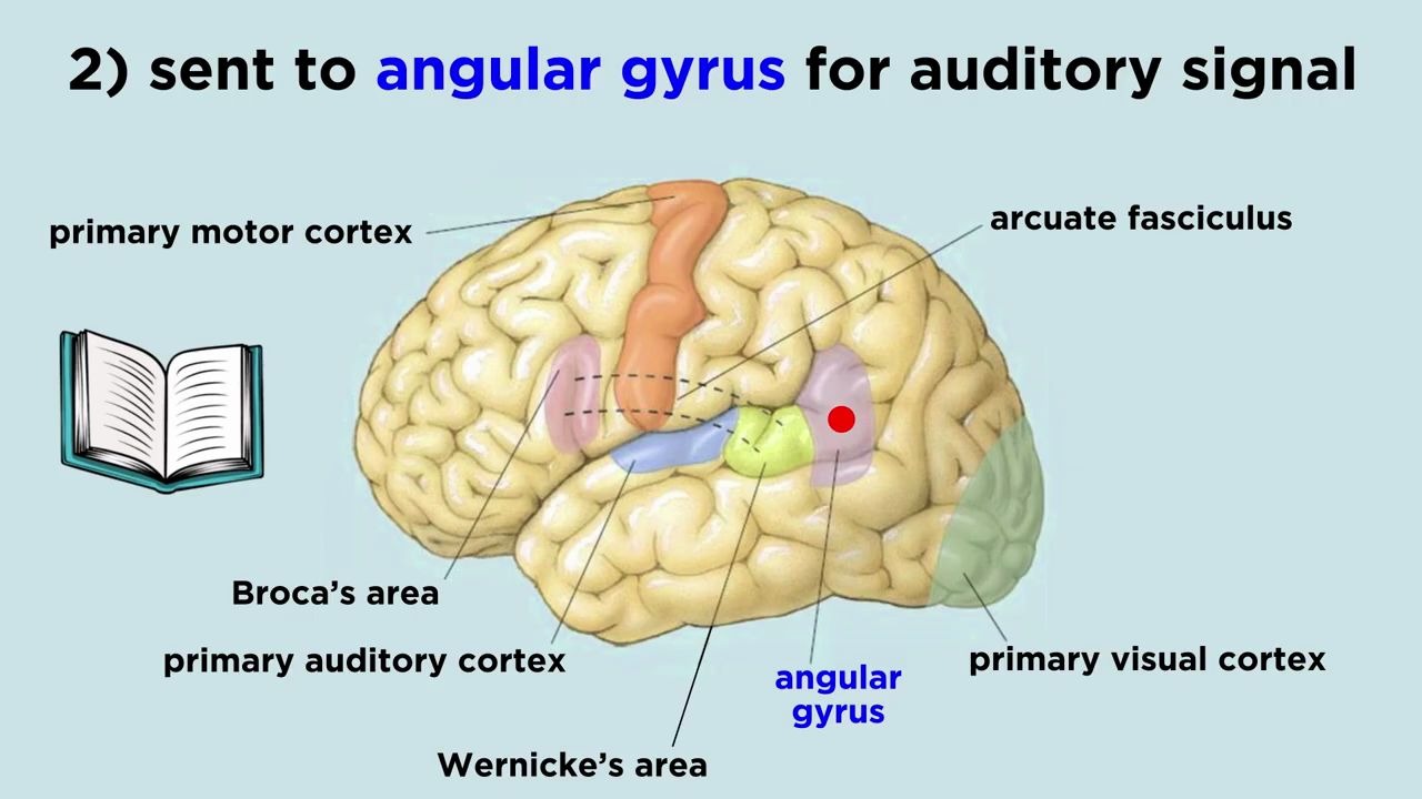 [图]The Brain and Language