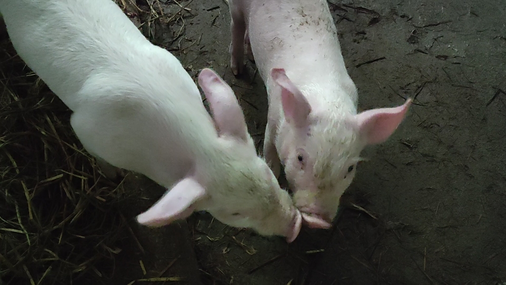 猪崽,一只聪明一只漂亮又老实_哔哩哔哩_bilibili