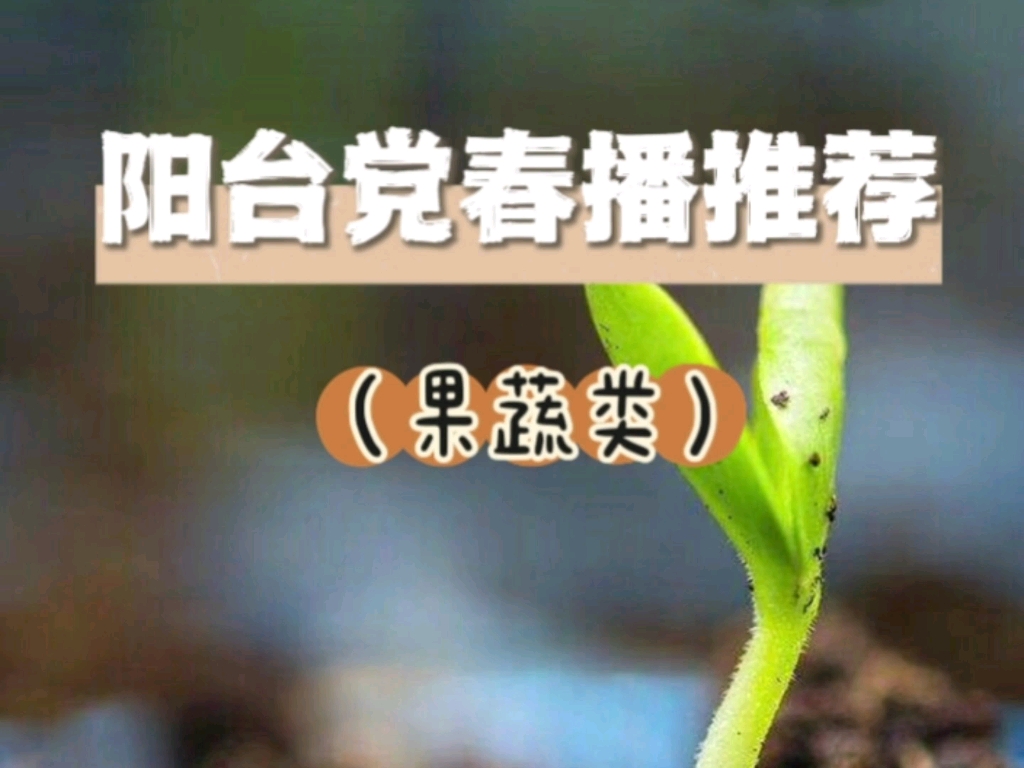 [图]阳台种菜党春播品种推荐（果蔬类）