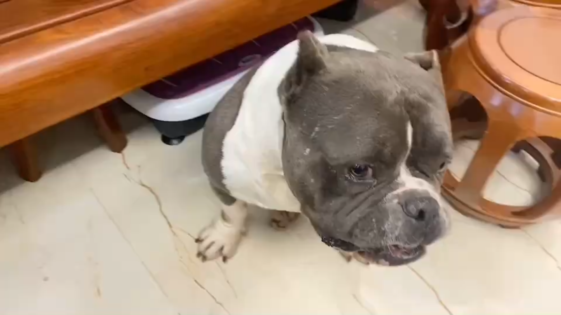 哈哈哈哈哈怂狗( 1154681155)