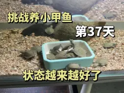 挑战养小甲鱼第37天，状态越来越好了