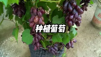 Download Video: 在家种葡萄，实现葡萄自由