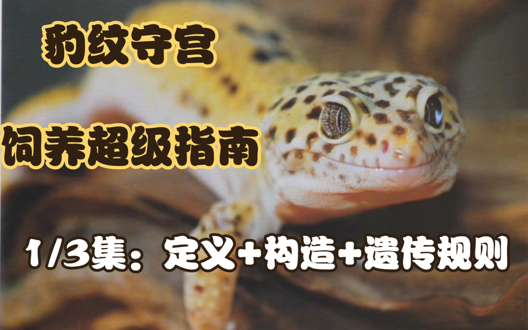 豹纹守宫饲养超级指南|从新手到大神版|图鉴 超级技能|1/3集:定义