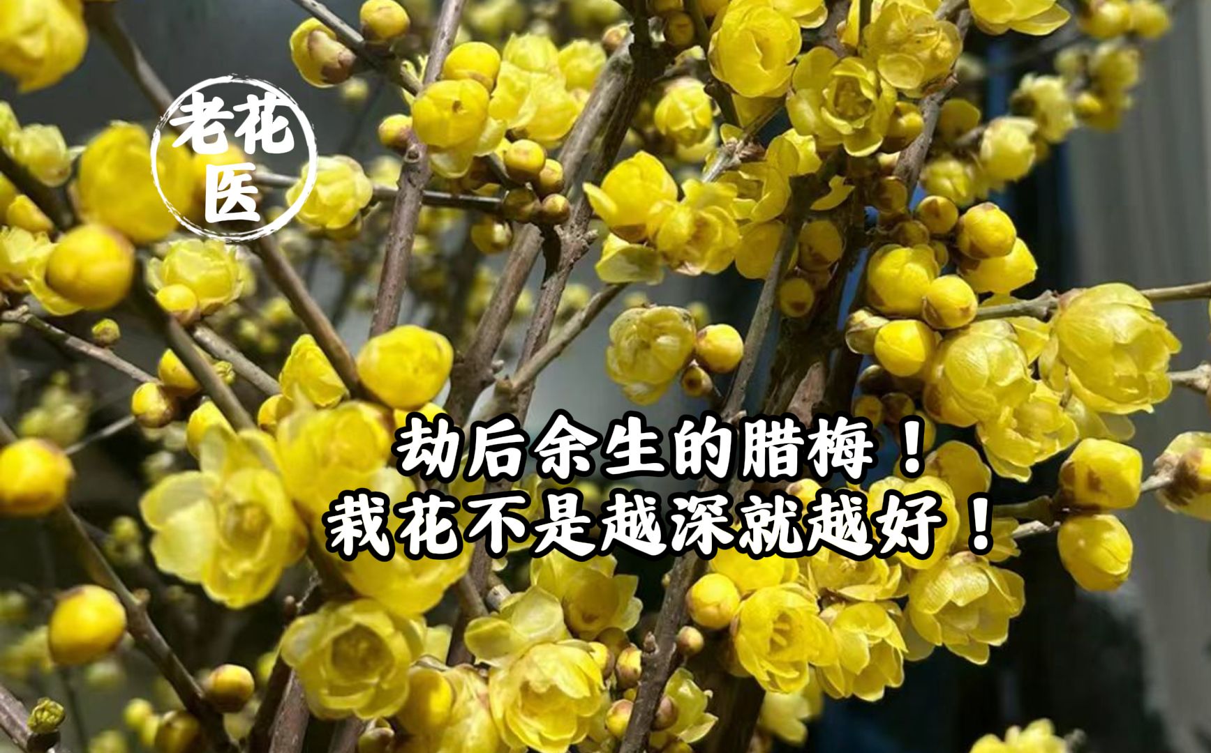 劫后余生的腊梅!栽花不是越深就越好!哔哩哔哩bilibili