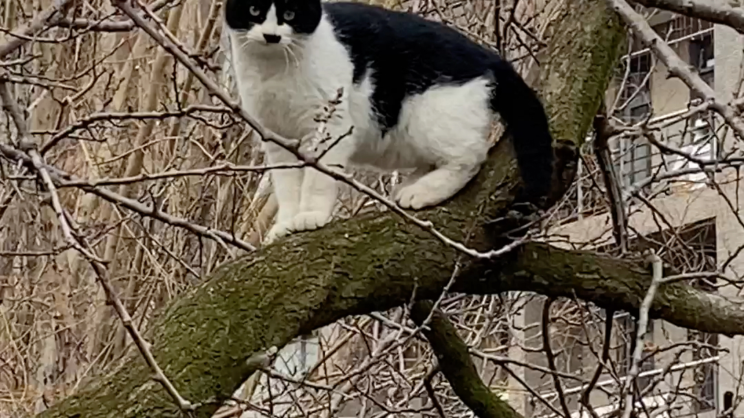 学校里怎么会有太君,日本猫?