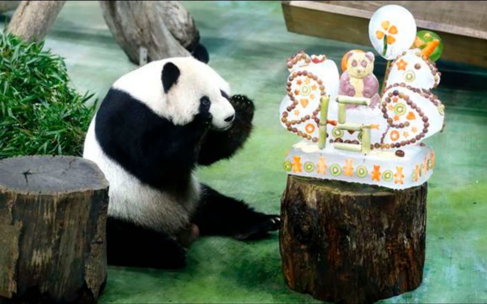 [图]DT42 Zoos make birthday cakes from bugs, bamboo, melons and more