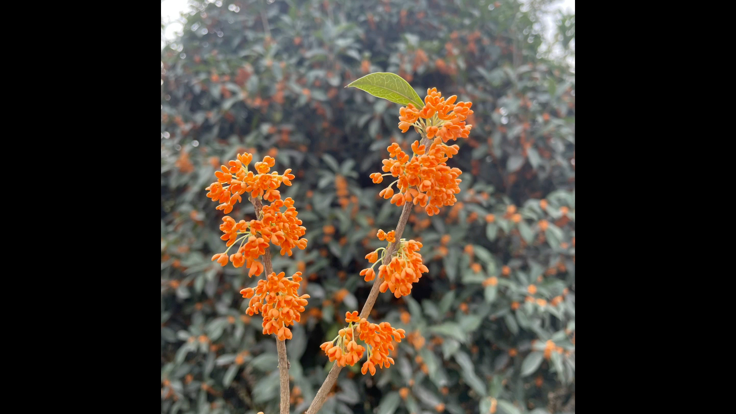 [图]迟来的桂花