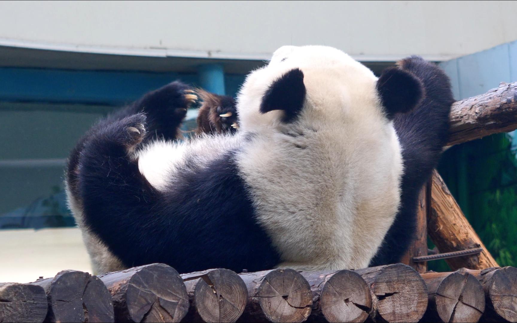 【大熊猫】搞笑天后喜乐 躺木架上四仰八叉挠jiojio