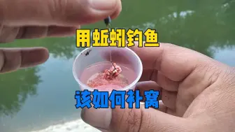 Descargar video: 用酒米打窝挂蚯蚓钓鱼，该如何补窝不死窝？试试这种超简单方法