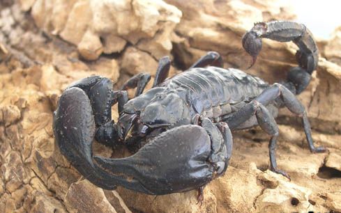 有毒被雨林蝎蛰了会是什么感觉作死