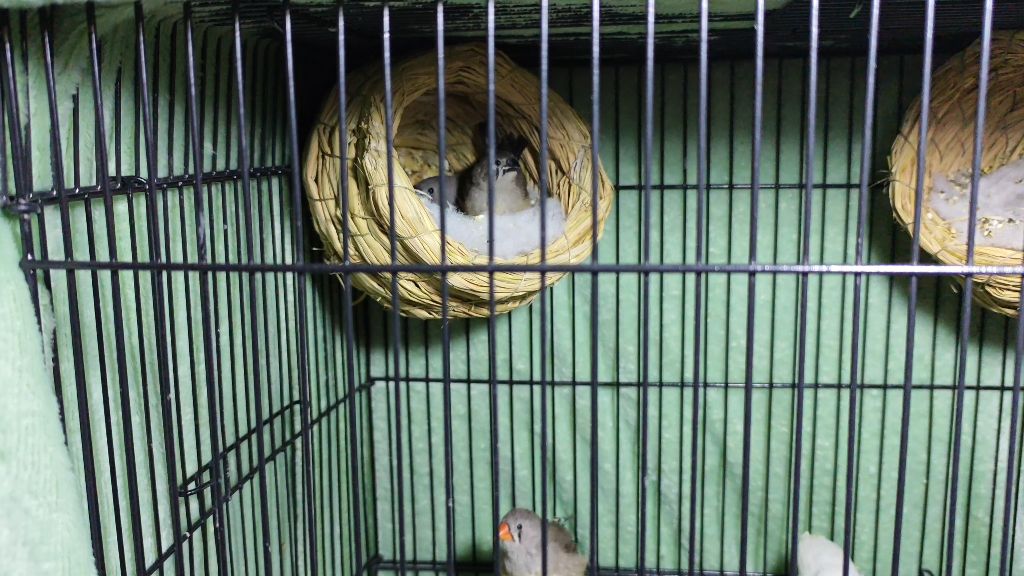 (珍珠鸟)幼鸟出窝了