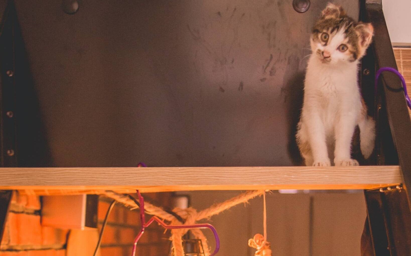 【番茄酱asmr】新麦测试2.