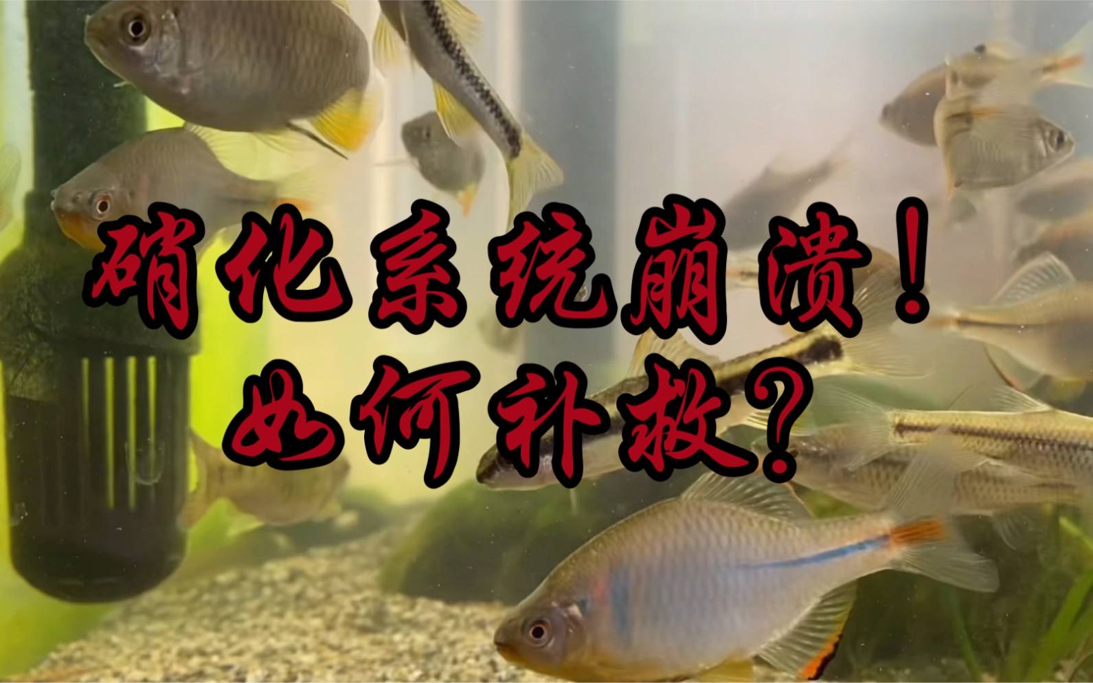 哪些不当行为导致鱼缸硝化系统崩溃硝化系统崩溃如何补救