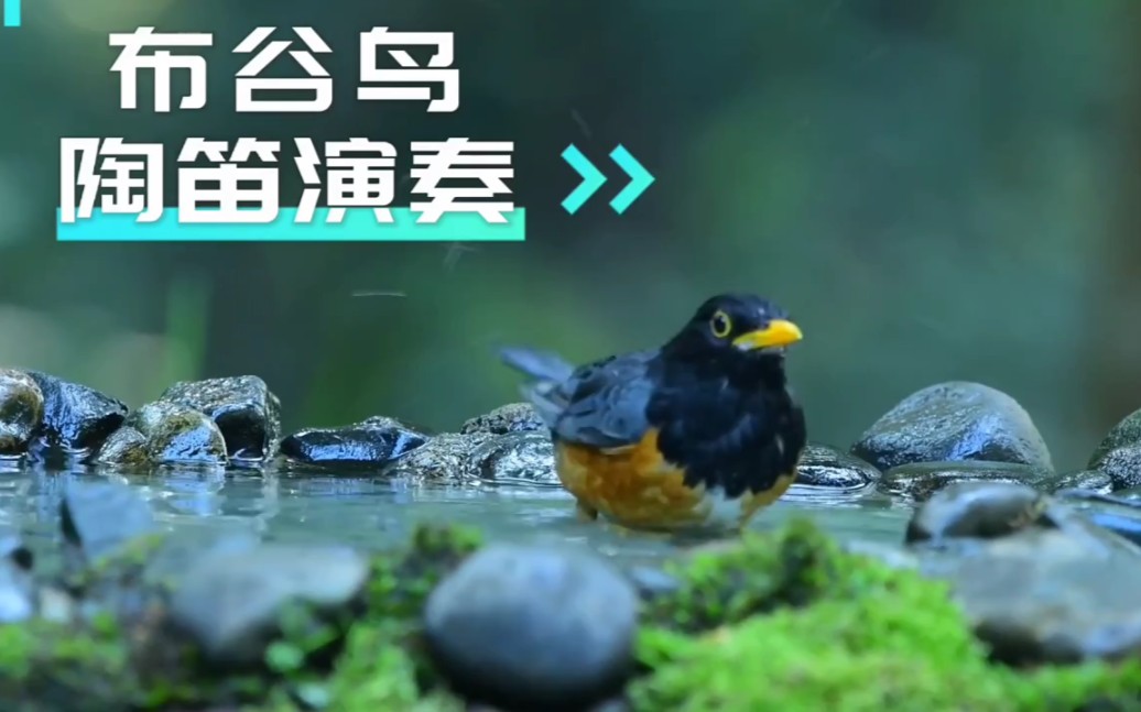 陶笛《布谷鸟》