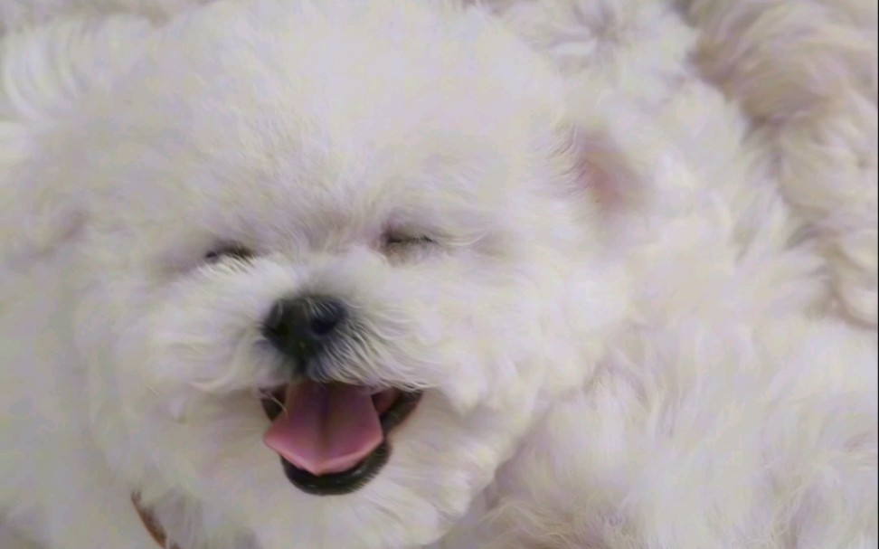 家有萌宠小可爱.