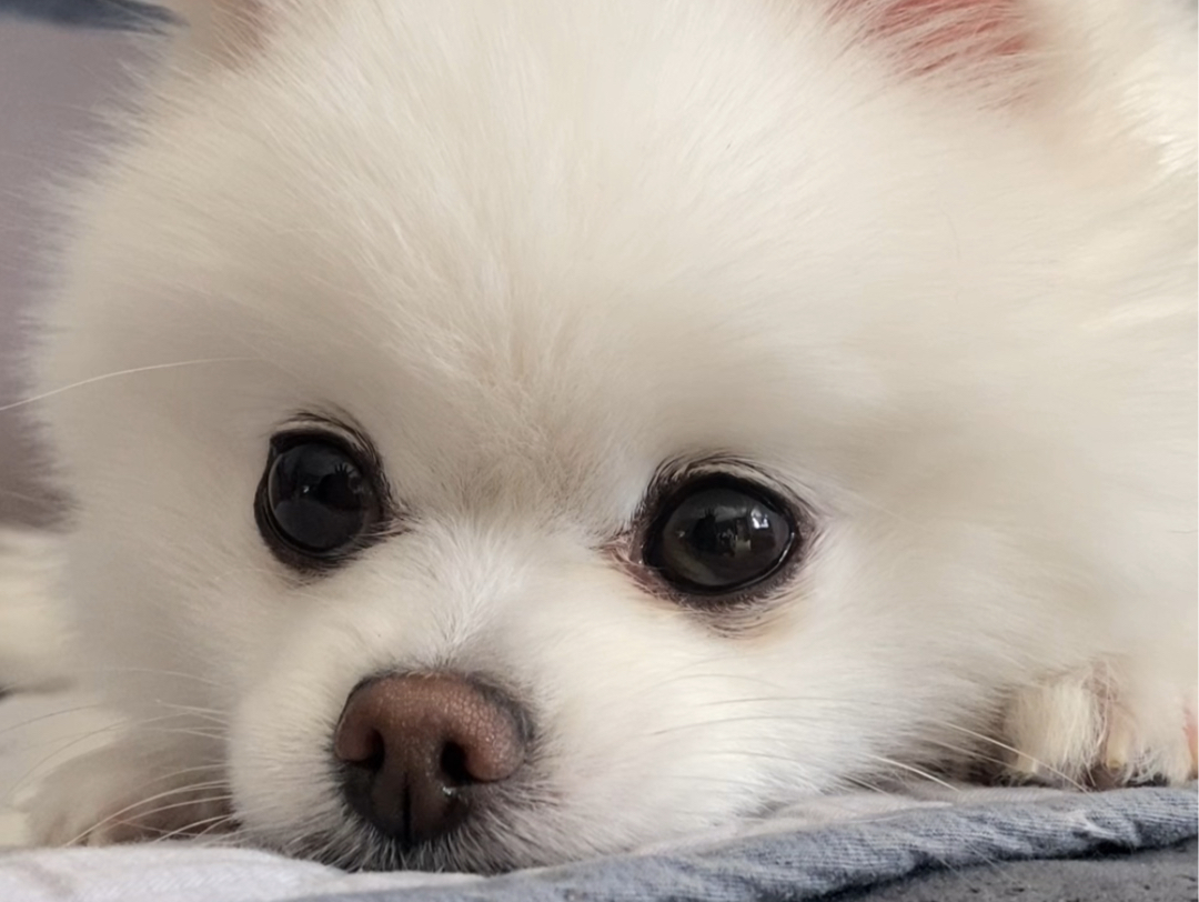 立志做一只治愈世界的小狗~#博美#治愈系