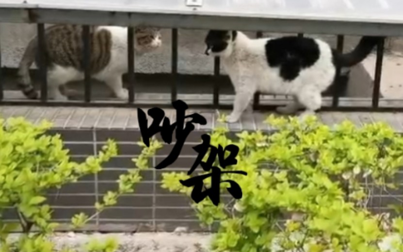 【河北师大】受人偏爱的狸白猫遭奶牛猫嫉妒哔哩哔哩bilibili