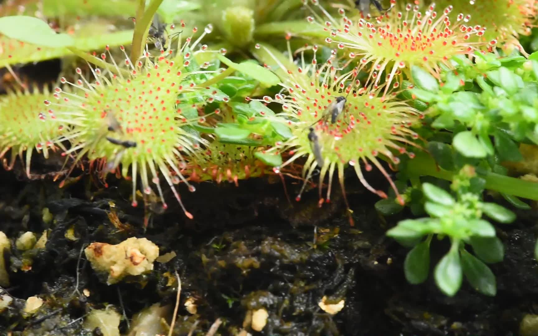 勺叶茅膏菜[微距高清手抖]_哔哩哔哩 (゜-゜)つロ 干杯~-bilibili