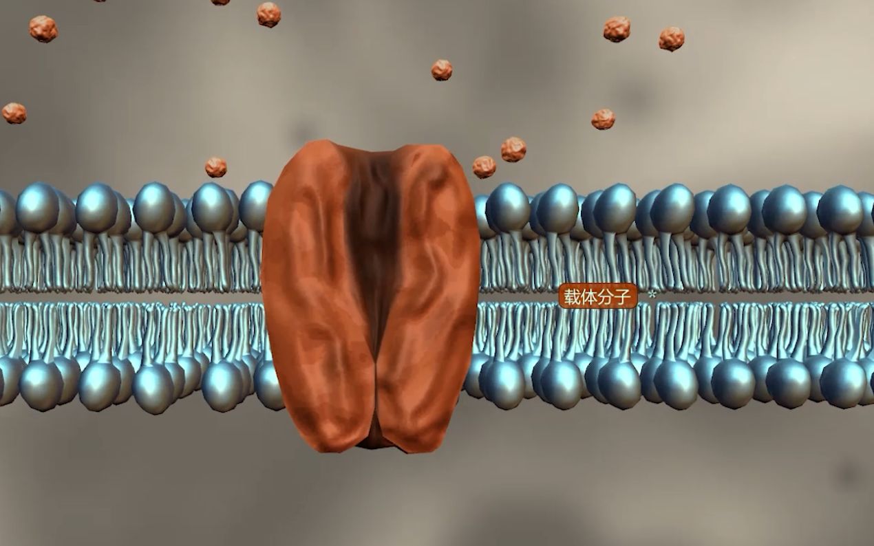 细胞的被动运输和主动运输过程