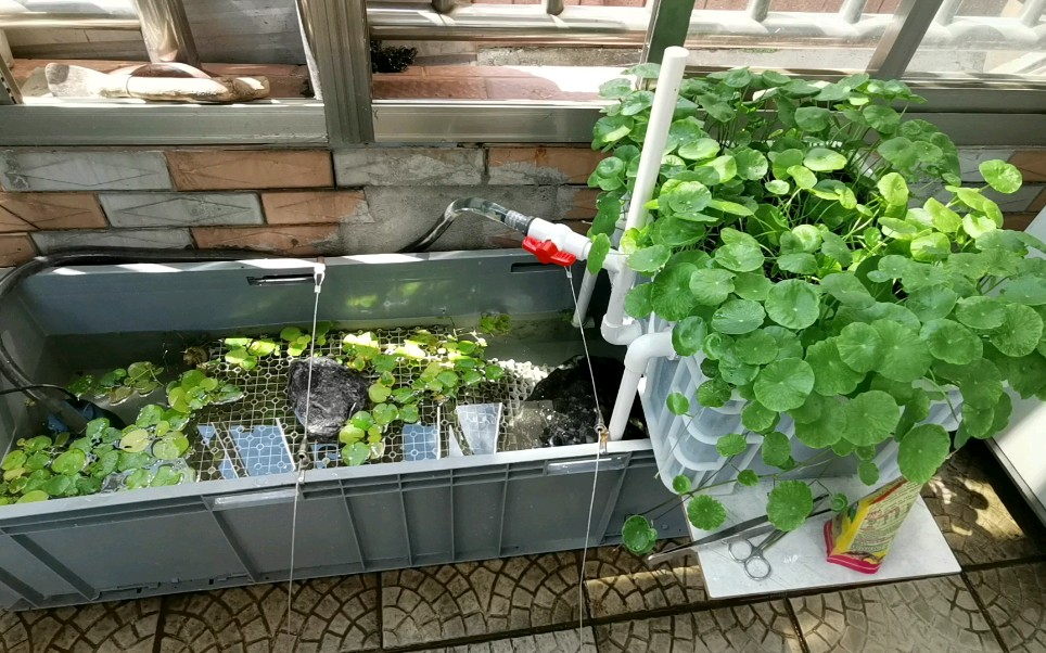 沼泽过滤养龟养鱼_哔哩哔哩 (゜-゜)つロ 干杯~-bilibili