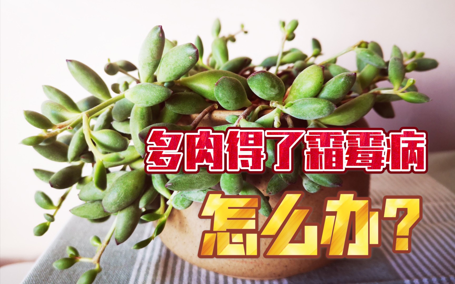 活动作品多肉日常多肉得了霜霉病怎么办