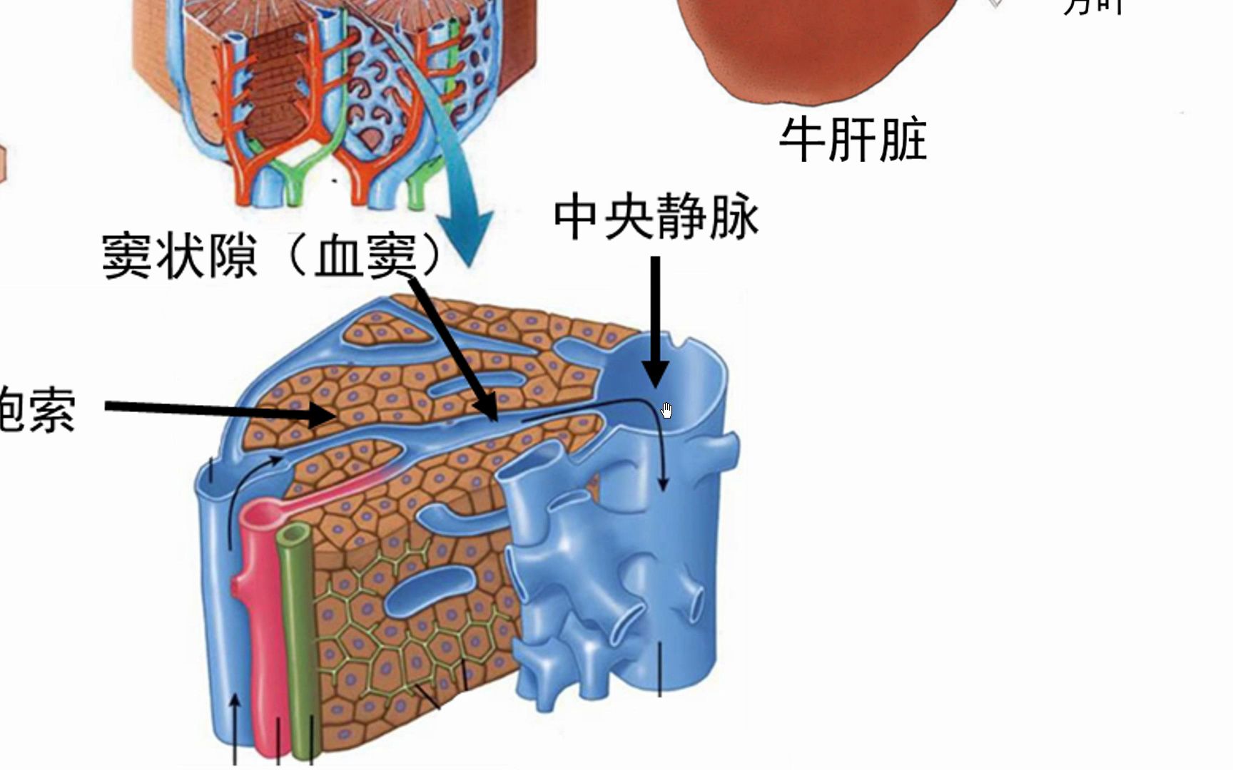 肝小叶结构图管区图片