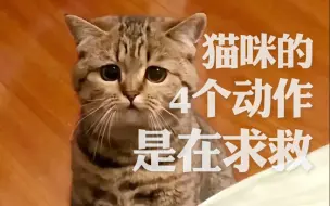 Download Video: 血的教训！猫咪的3个求救信号千万不要忽略，关键时刻可以救猫一命！