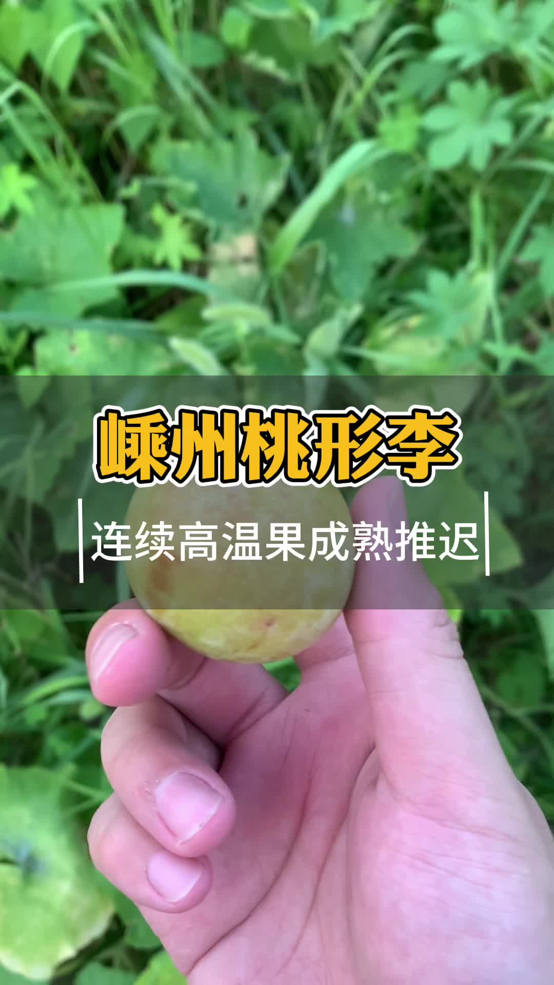 有哪些好吃的李子 嵊州桃形李成熟时间哔哩哔哩bilibili