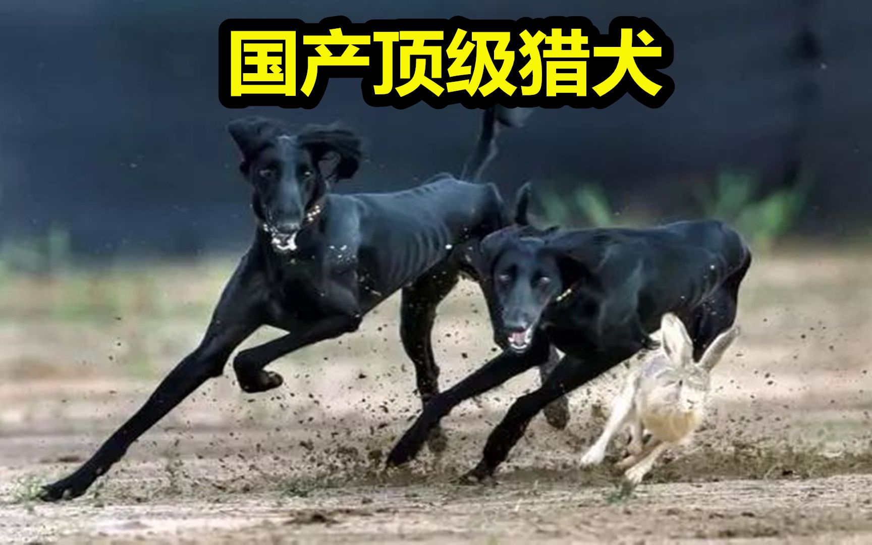 国产顶级猎犬中国细犬,比杜高犬捕猎能力强,比德国牧羊犬跑得快哔哩哔哩bilibili