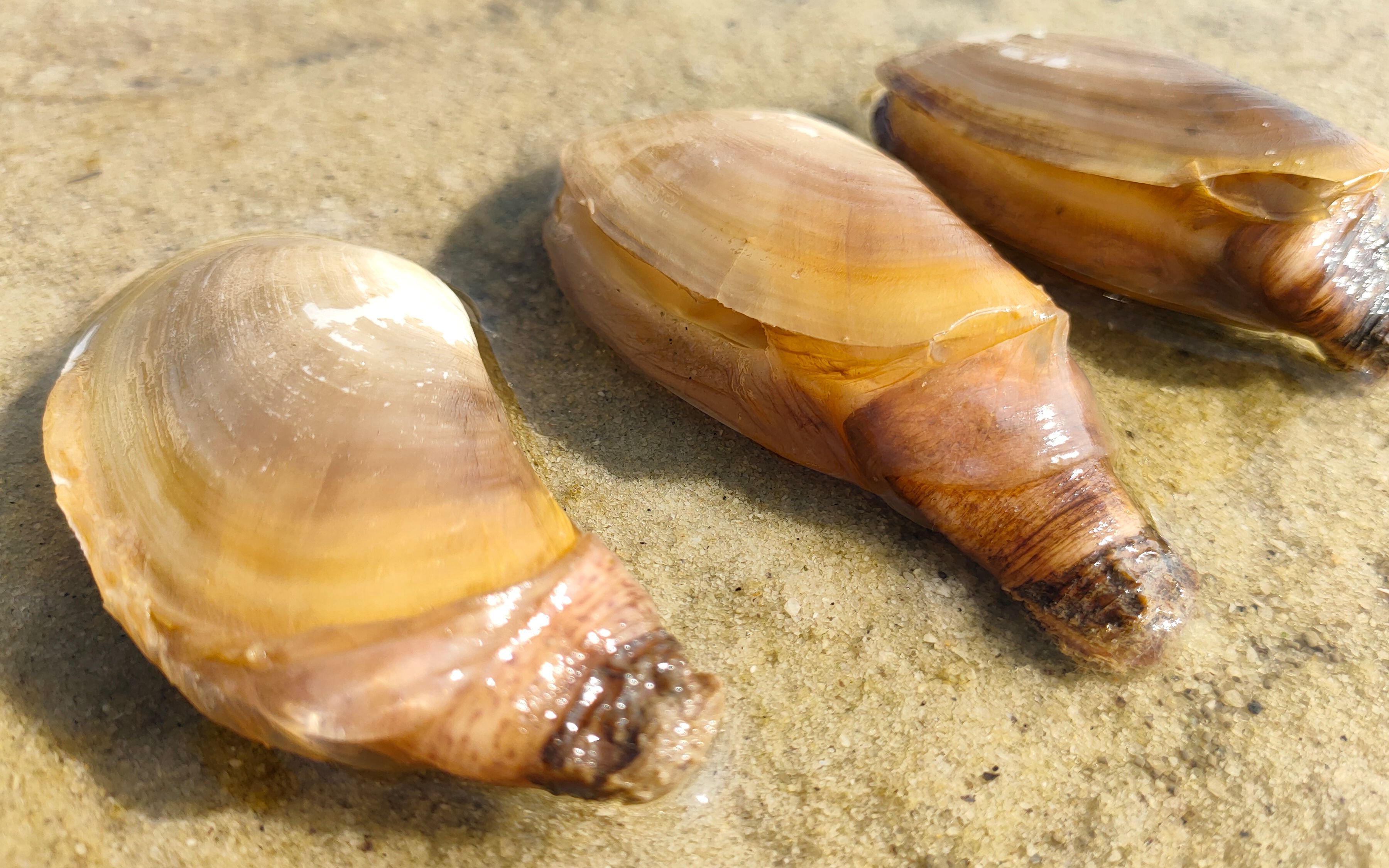 阿富一下来就发现有象鼻螺,还有一窝辣螺个头特别大,走运了
