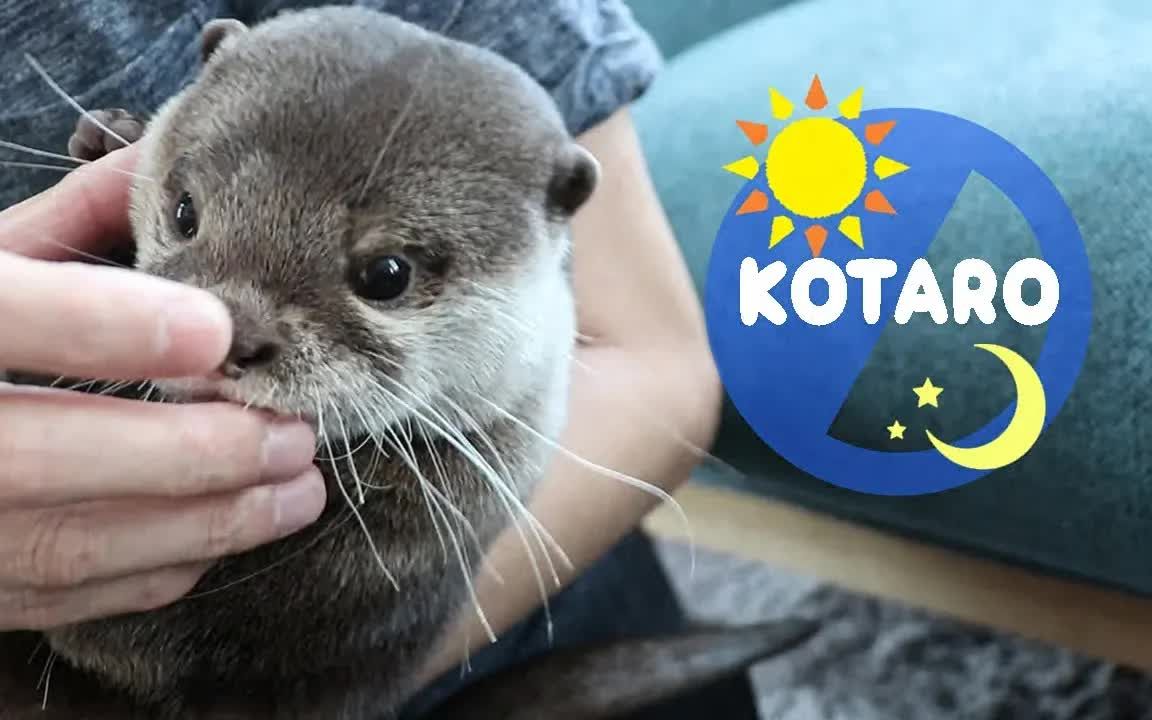 [图]Kotaro the Otter Morning Hug and Night Hug| 哥达罗水獭早晨拥抱和夜晚拥抱