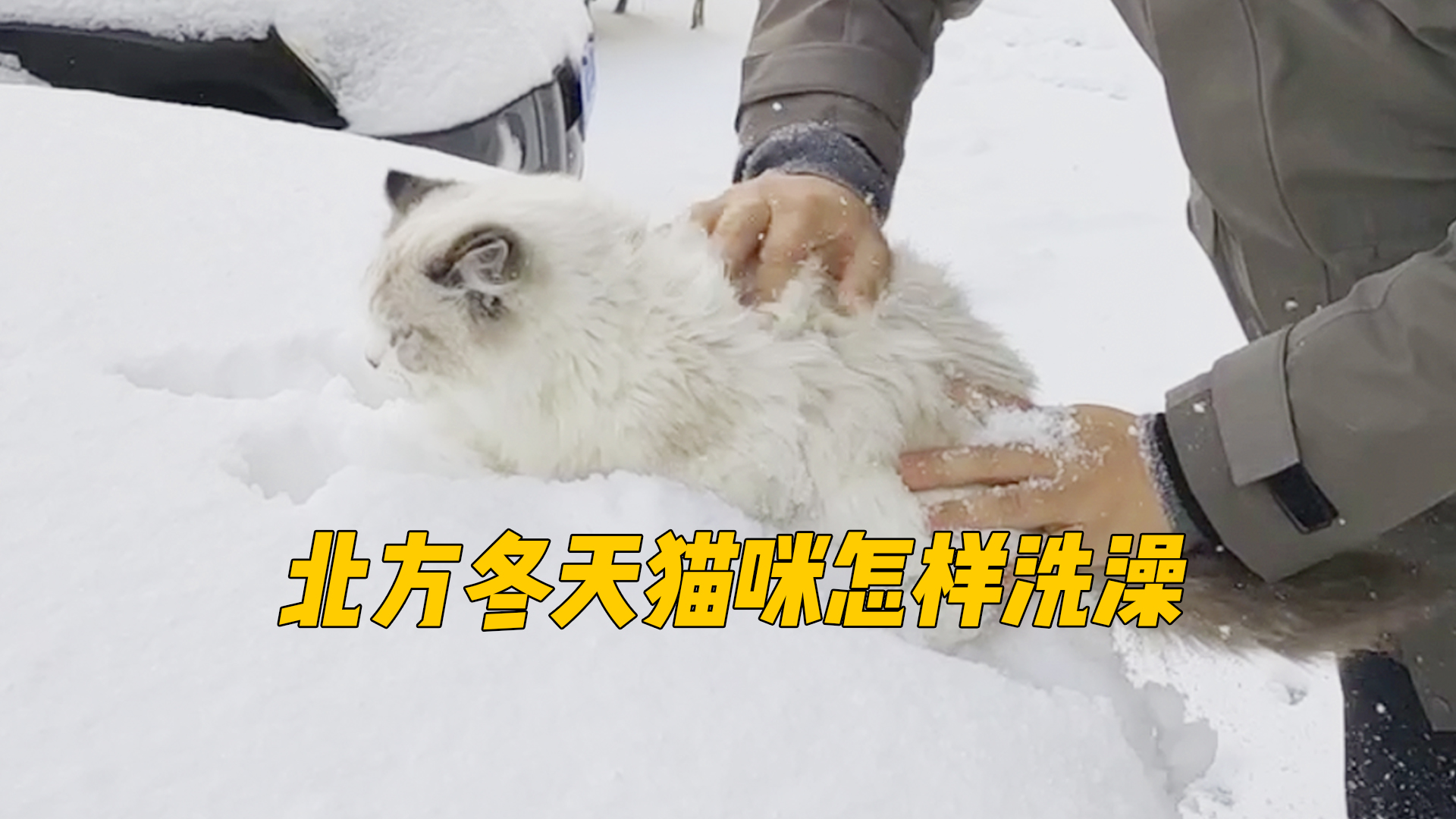 威海下了好大的雪!快来给小猫咪搓个雪澡吧!哔哩哔哩bilibili